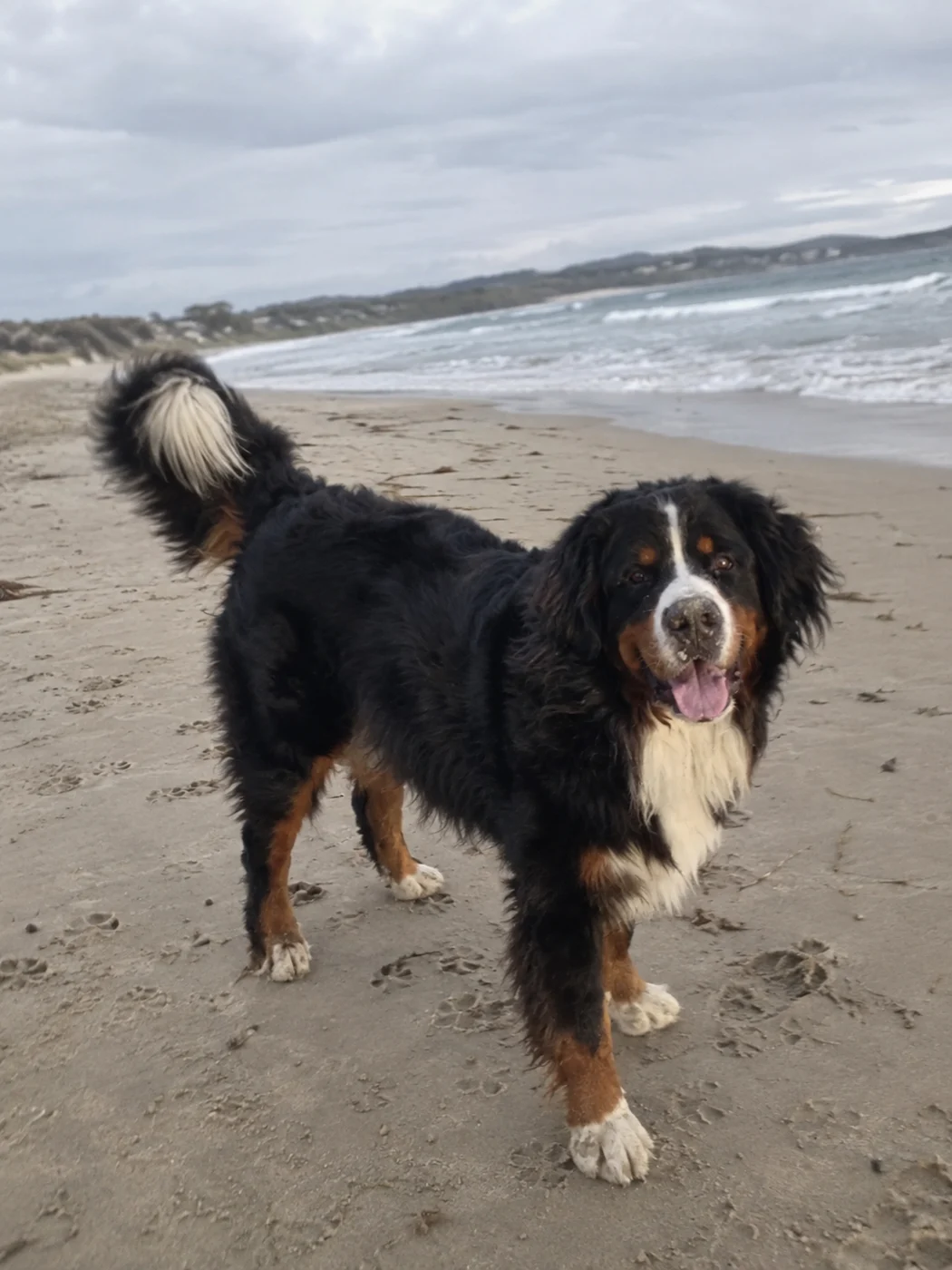 Arlo’s original everyday photo on the beach