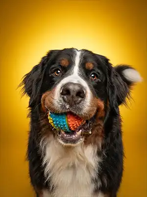 Arlo’s Chomp portrait