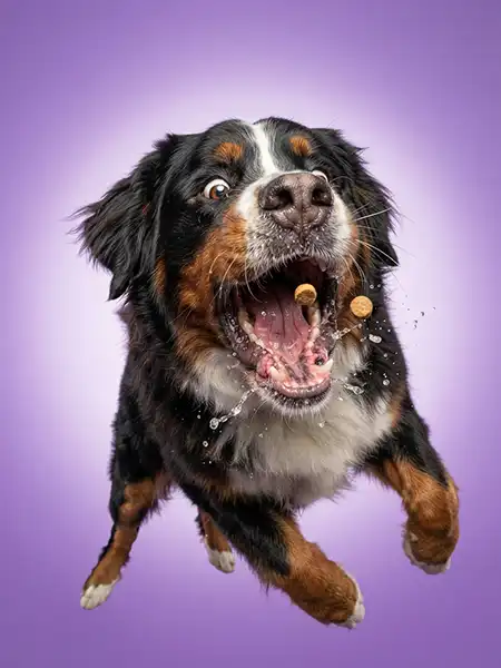 Arlo’s Treat portrait
