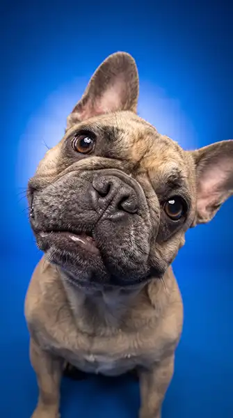 Charlie’s Boop portrait