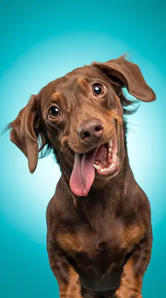 Teddy’s Goofy portrait